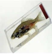 魚(yú)解剖浸制標(biāo)本